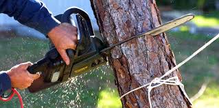 Tucson, AZ Tree Removal Services Company