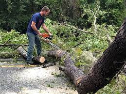 How Our Tree Care Process Works  in  Tucson, AZ